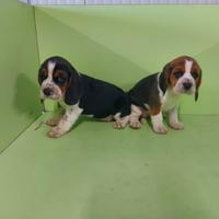 Cuccioli di beagle