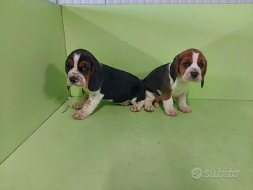 Cuccioli di beagle