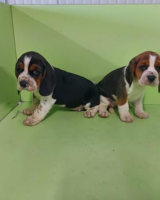 Cuccioli di beagle