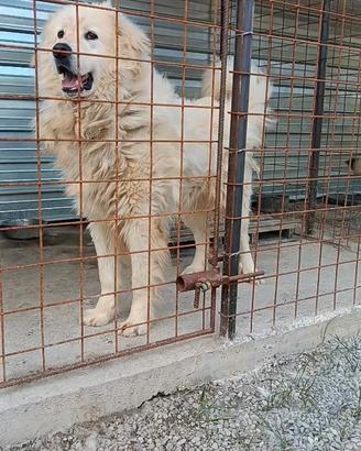 Pastore maremmano Abbruzzese