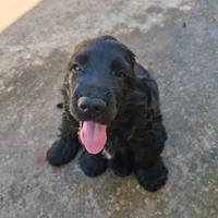 Cocker Spaniel Inglese