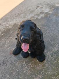 Cocker Spaniel Inglese