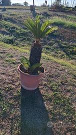 2 Cycas 