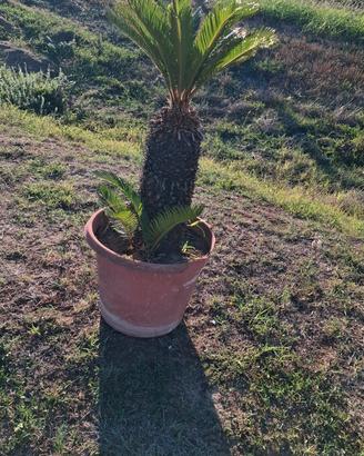 2 Cycas 