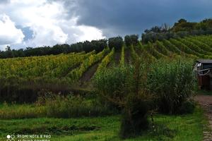Terreno Agricolo CHIANTI DOCG