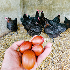 Pulcini di galline marans