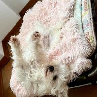 Maltese maschio 8 anni