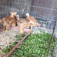 Pulcinottii da carne e da uova colonudo