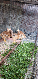 Pulcinottii da carne e da uova colonudo