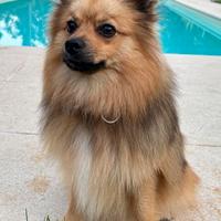 Volpino maschio per accoppiamento