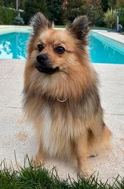 Volpino maschio per accoppiamento