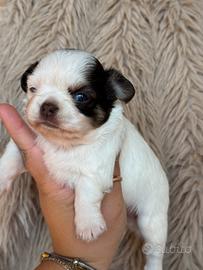 Chihuahua femmina
