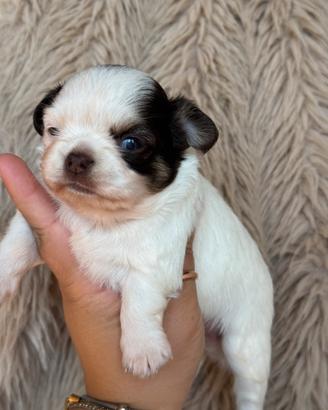 Chihuahua femmina