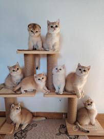 Gattini Scottish chinchilla