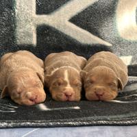 Cuccioli american bully XL