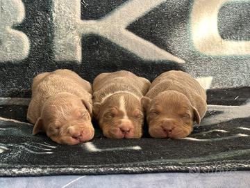 Cuccioli american bully XL