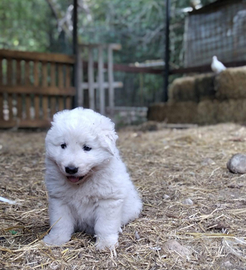 Pastore maremmano abruzzese