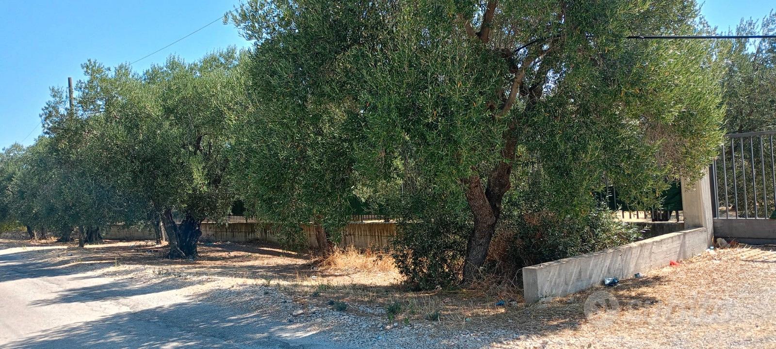 TERRENO OLIVETO SP2 (Terlizzi-Ruvo di Puglia) - Vista 3