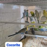 Pappagallini cocorite