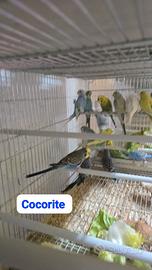 Pappagallini cocorite