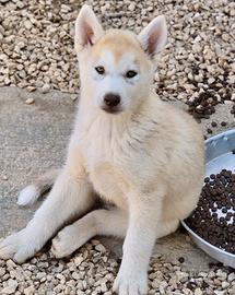 Siberian Husky