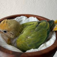 Inseparabile allevato a mano