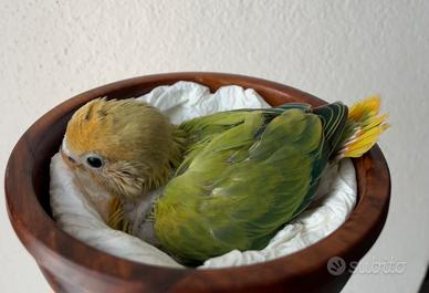 Inseparabile allevato a mano