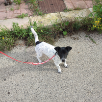 Jack Russell
