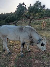 Toro piemontese vacche meticci