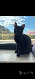 Gattina nera 4 mesi