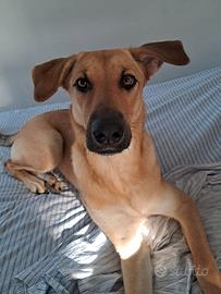 Nala
