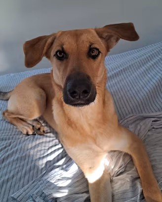 Nala