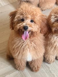 Cuccioli di barboncino Nano