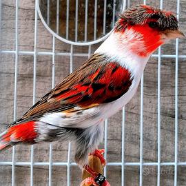 Canarini