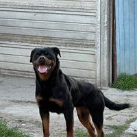 Rottweiler femmina