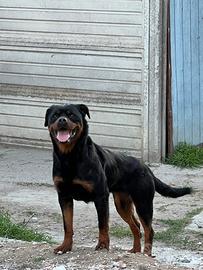 Rottweiler femmina