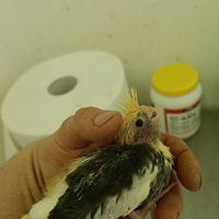 Calopsite addomesticate pappagallo docile