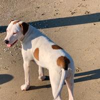 Cuccioli, bravi, vaccinati, eta 6 mesi