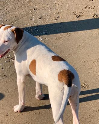 Cuccioli, bravi, vaccinati, eta 6 mesi