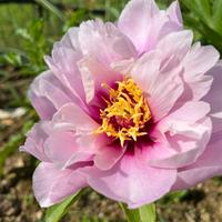 Peonia Itoh Cora louise