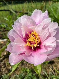 Peonia Itoh Cora louise