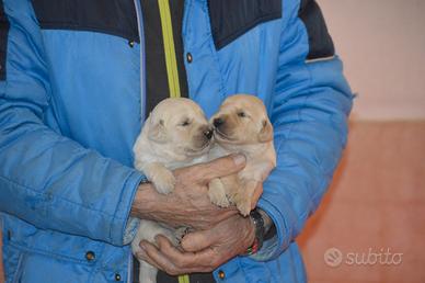 Cuccioli Golden Retriever