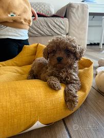 Cuccioli di barboncino toy