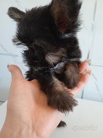 Mini toy Yorkshire terrier maschietto