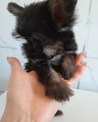 Mini toy Yorkshire terrier maschietto