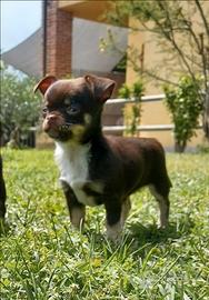 Chihuahua
