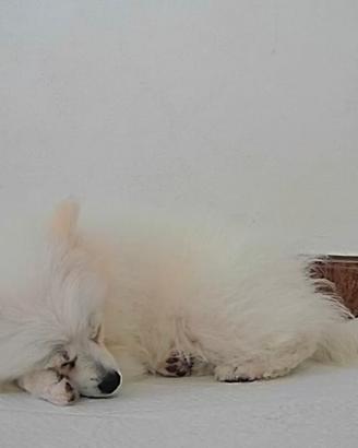 Spritz bianco femmina