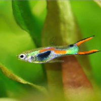 Guppy endler
