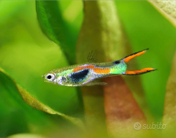 Guppy endler