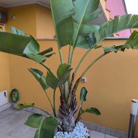 sterlizia gigante 